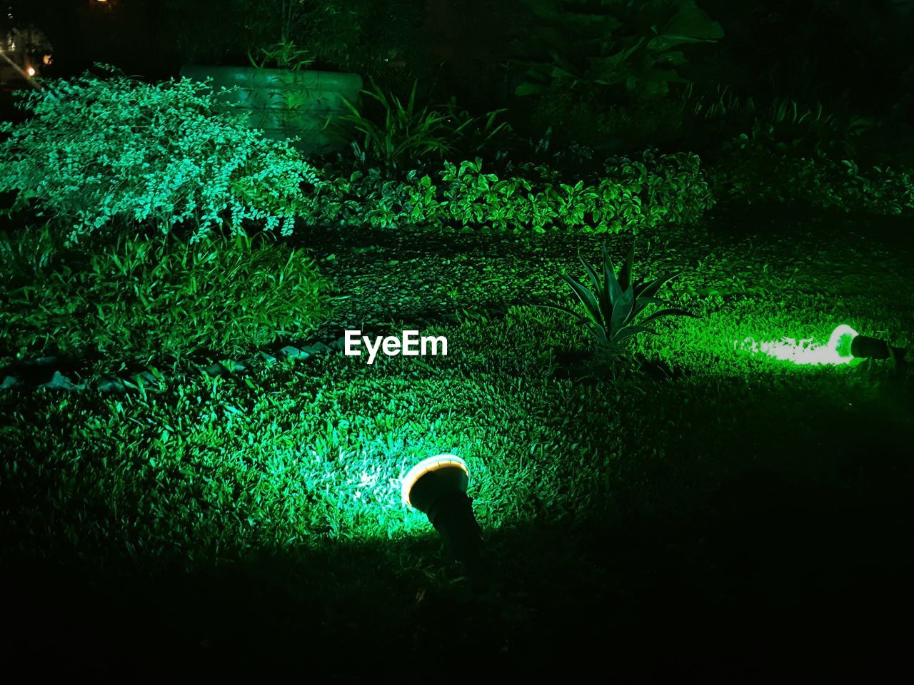 VIEW OF PLANTS AT NIGHT