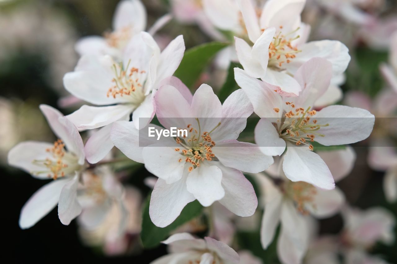 Close-up of white cherry blossoms