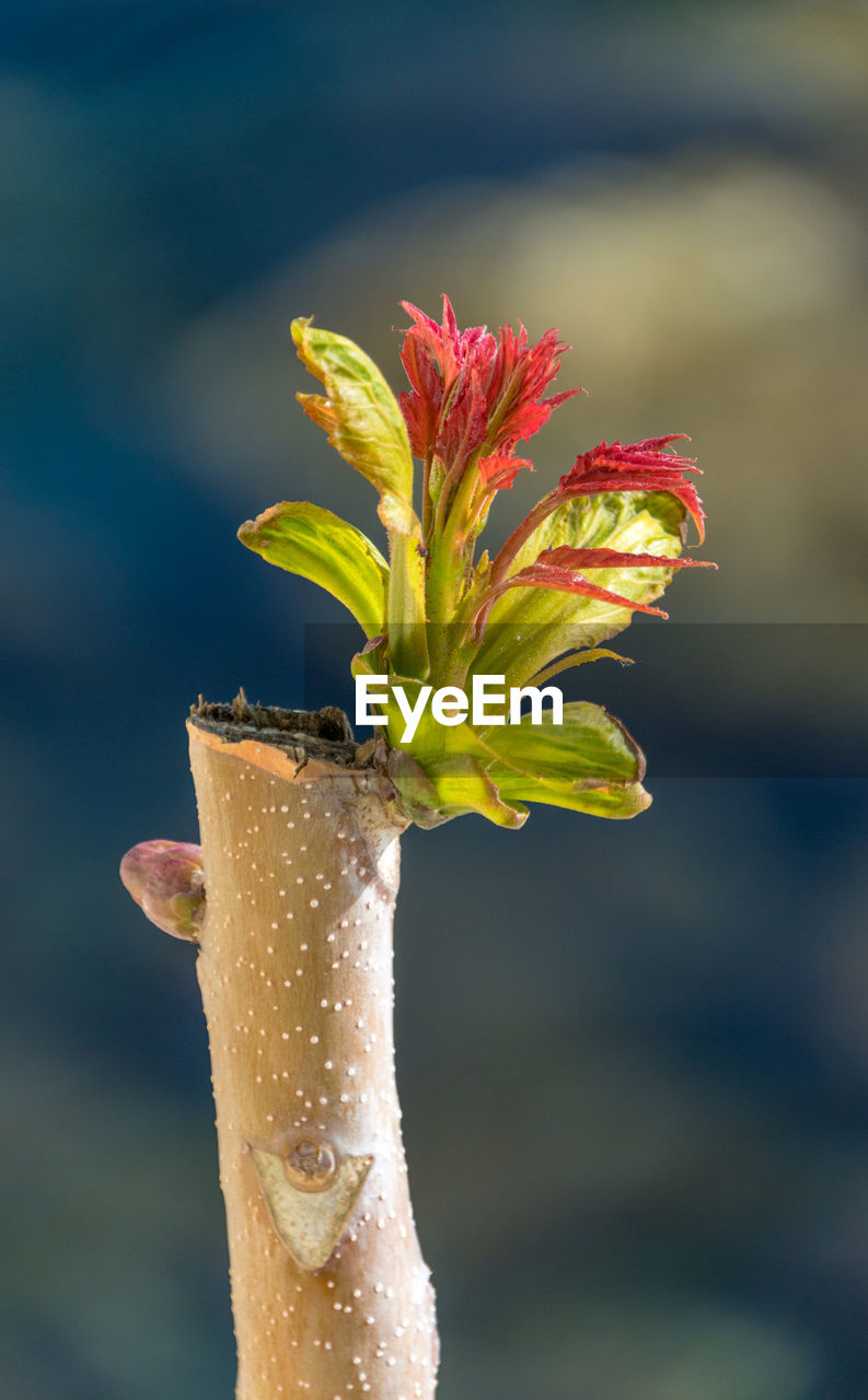 CLOSE-UP OF HAND HOLDING FLOWER