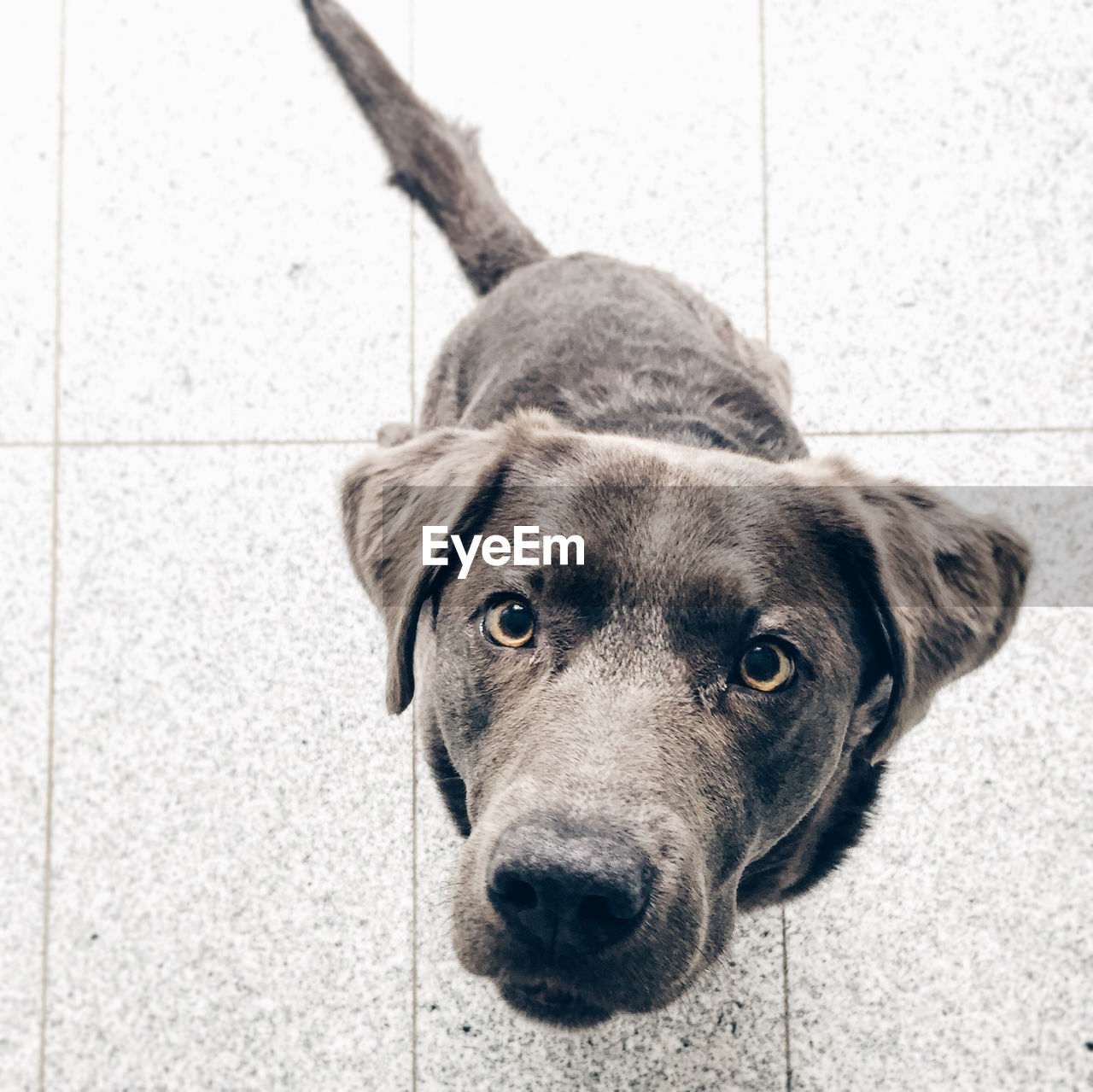 High angle view portrait of a dog