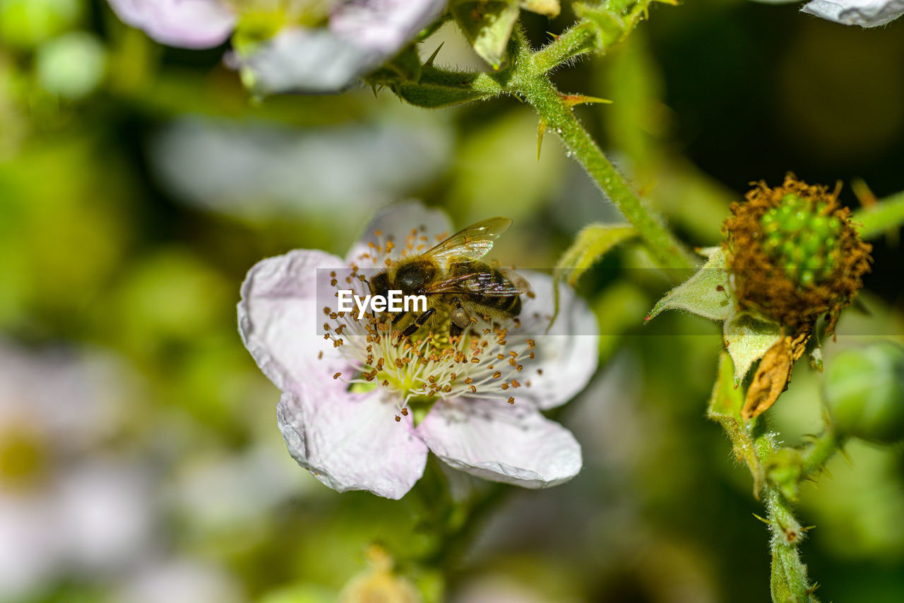 Close-up of bee on white flowering plant