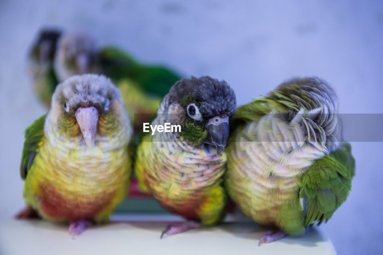 Front view portrait of four parrots 