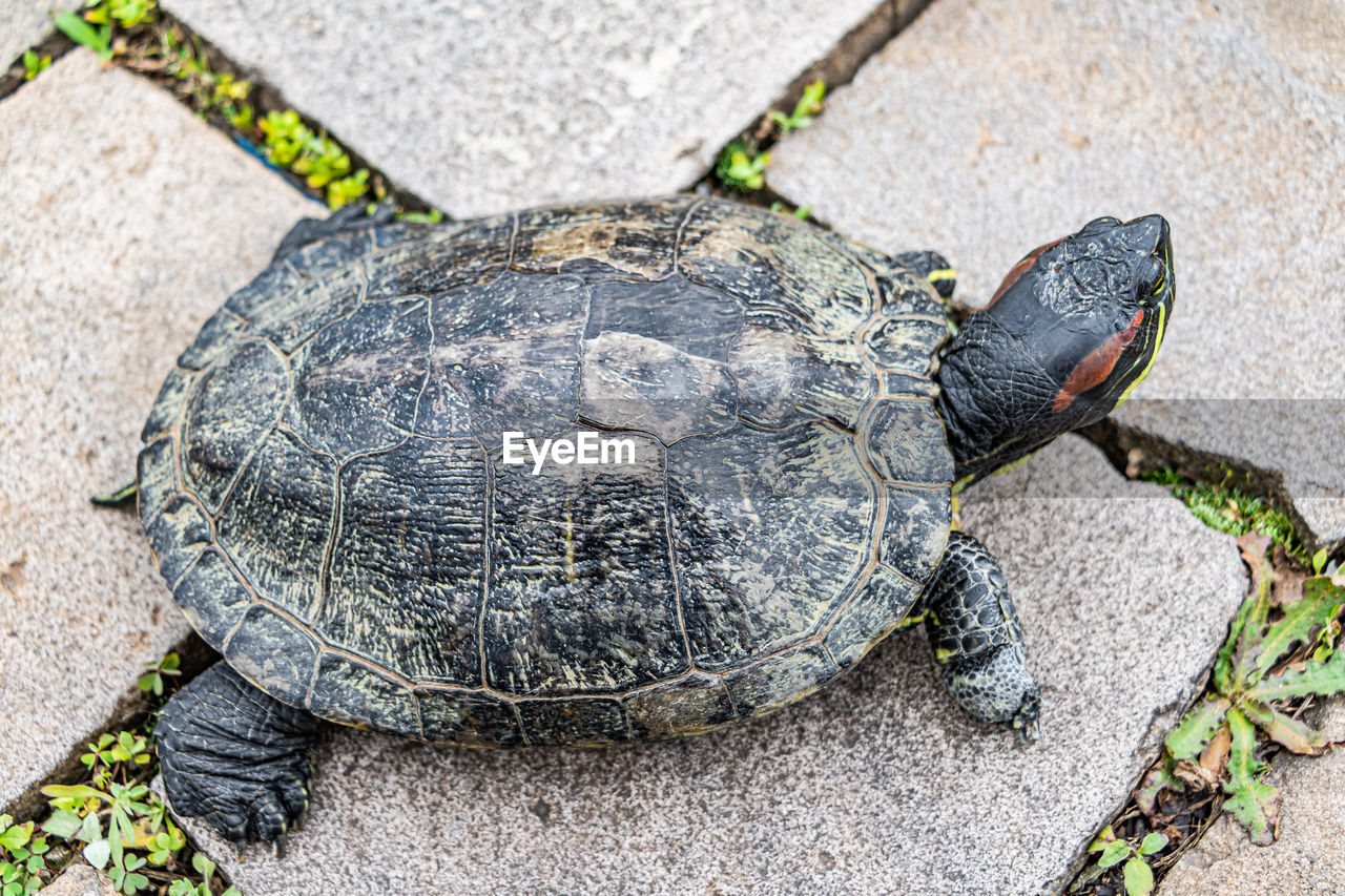 turtle, animal themes, animal, animal wildlife, reptile, tortoise, wildlife, one animal, high angle view, shell, animal shell, nature, no people, day, sea turtle, tortoise shell, outdoors, close-up