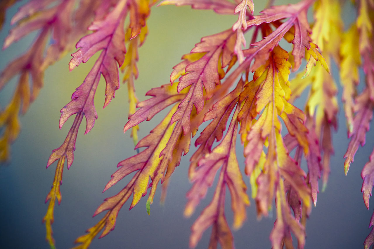 CLOSE-UP OF YELLOW MAPLE LEAVES