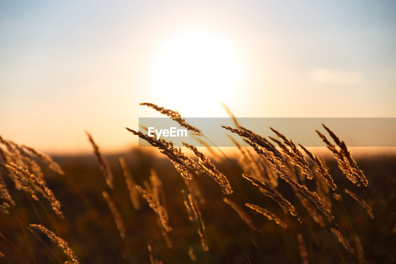 Close-up of stalks in field against bright sun