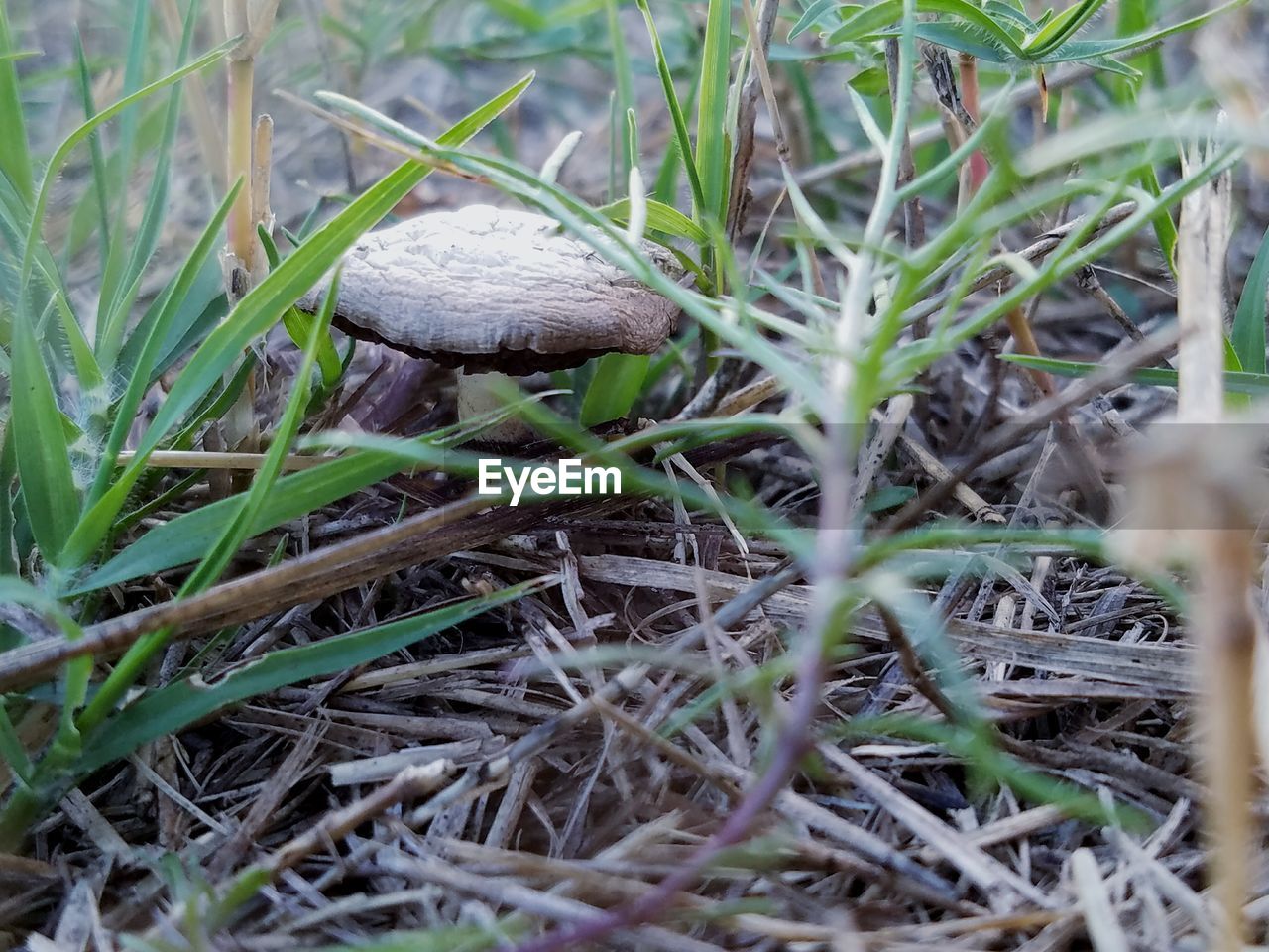 CLOSE-UP OF MUSHROOM ON FIELD