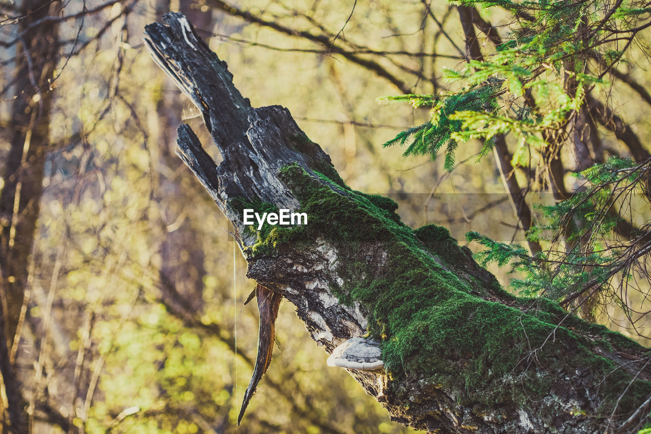 CLOSE-UP OF BIRD PERCHING ON BRANCH