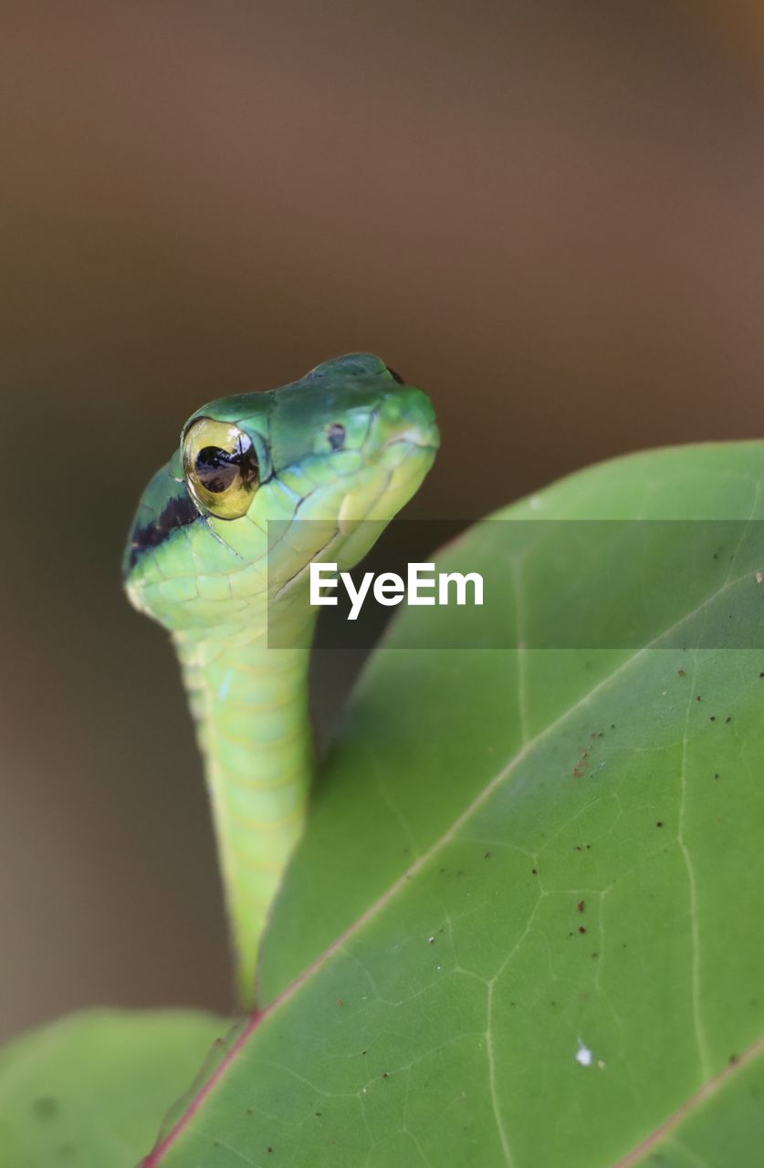 green, animal themes, animal, one animal, animal wildlife, wildlife, plant part, leaf, reptile, close-up, macro photography, nature, no people, animal body part, plant, day, anole, outdoors, environment, gecko, lizard, eye, tree frog, animal head, amphibian, snake, focus on foreground, portrait