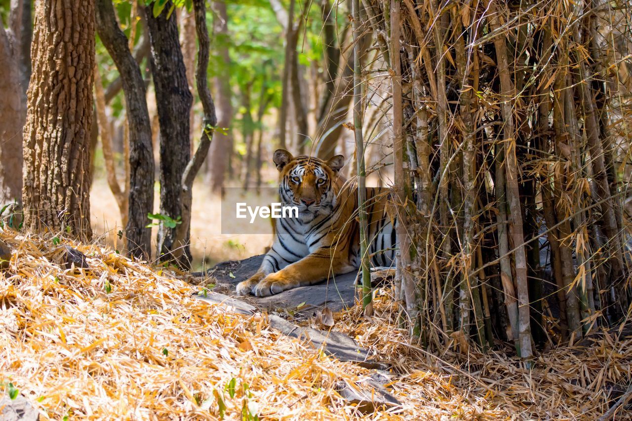 Portrait of tiger relaxing at forest