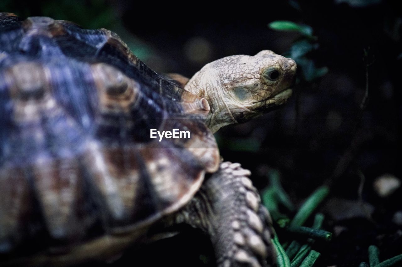 animal themes, animal, reptile, animal wildlife, one animal, turtle, wildlife, tortoise, nature, shell, animal shell, close-up, animal body part, tortoise shell, no people, outdoors, animal head, water