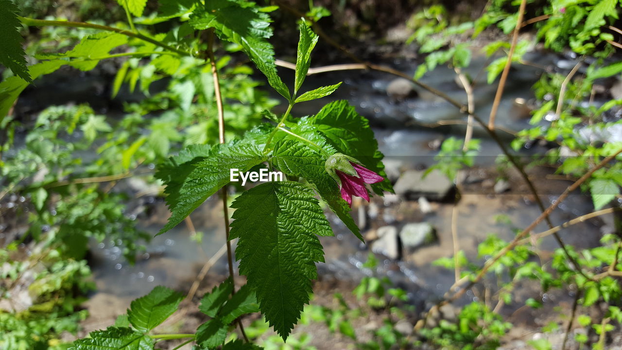 CLOSE-UP OF FRESH GREEN LEAVES ON BRANCH