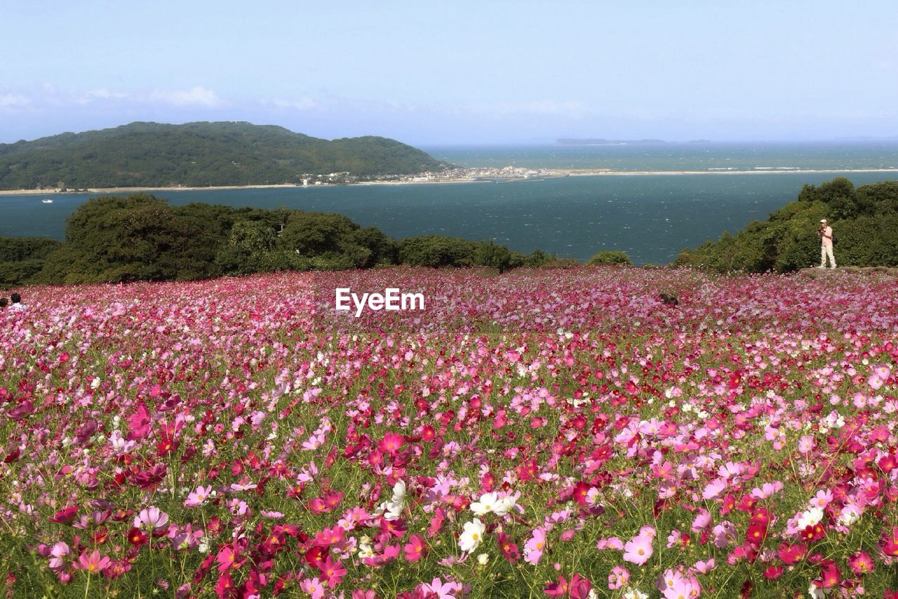 Pink flowers blooming on field near river against sky