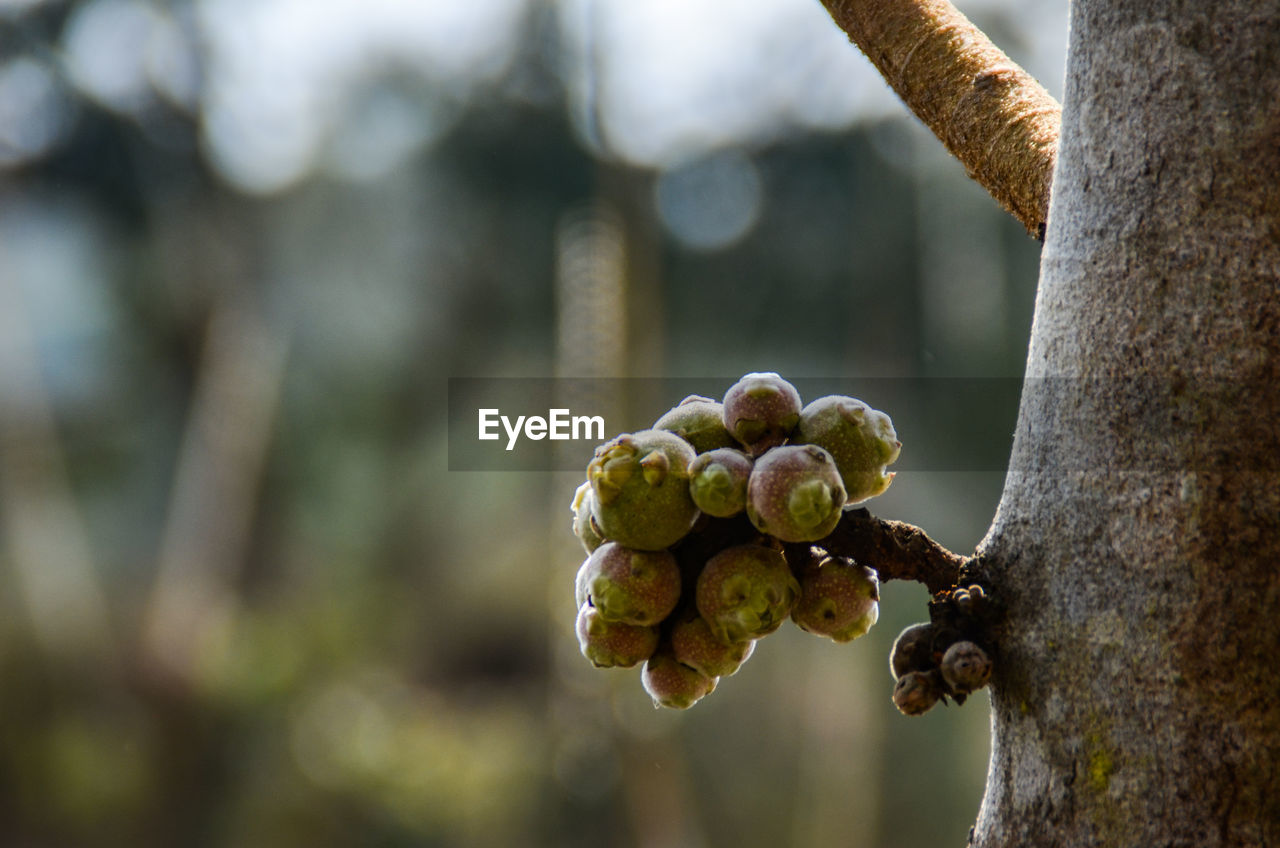 CLOSE-UP OF FRUIT GROWING ON TREE