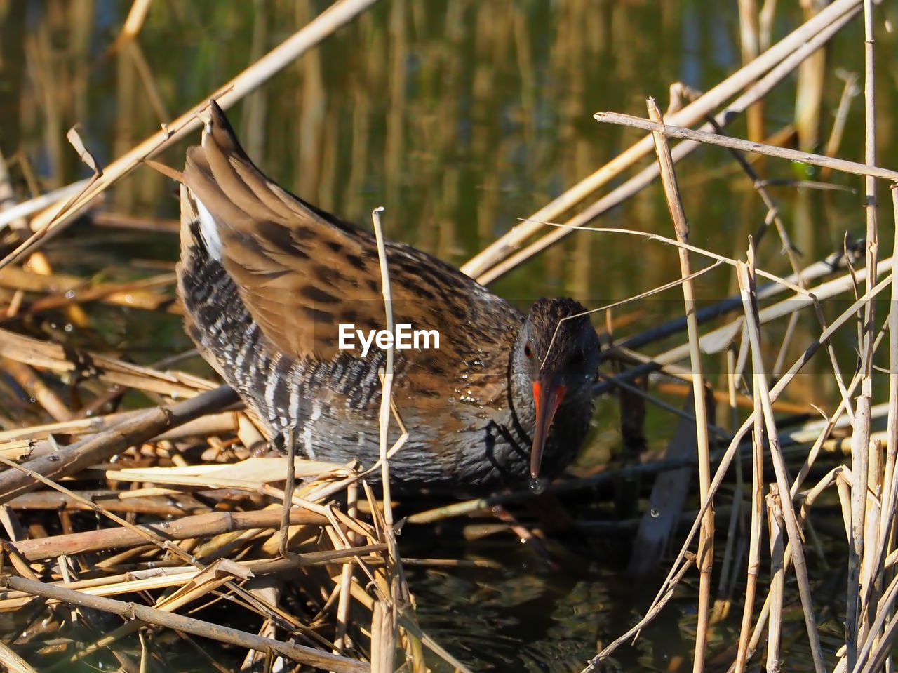 CLOSE-UP OF A BIRD PERCHING ON THE GROUND