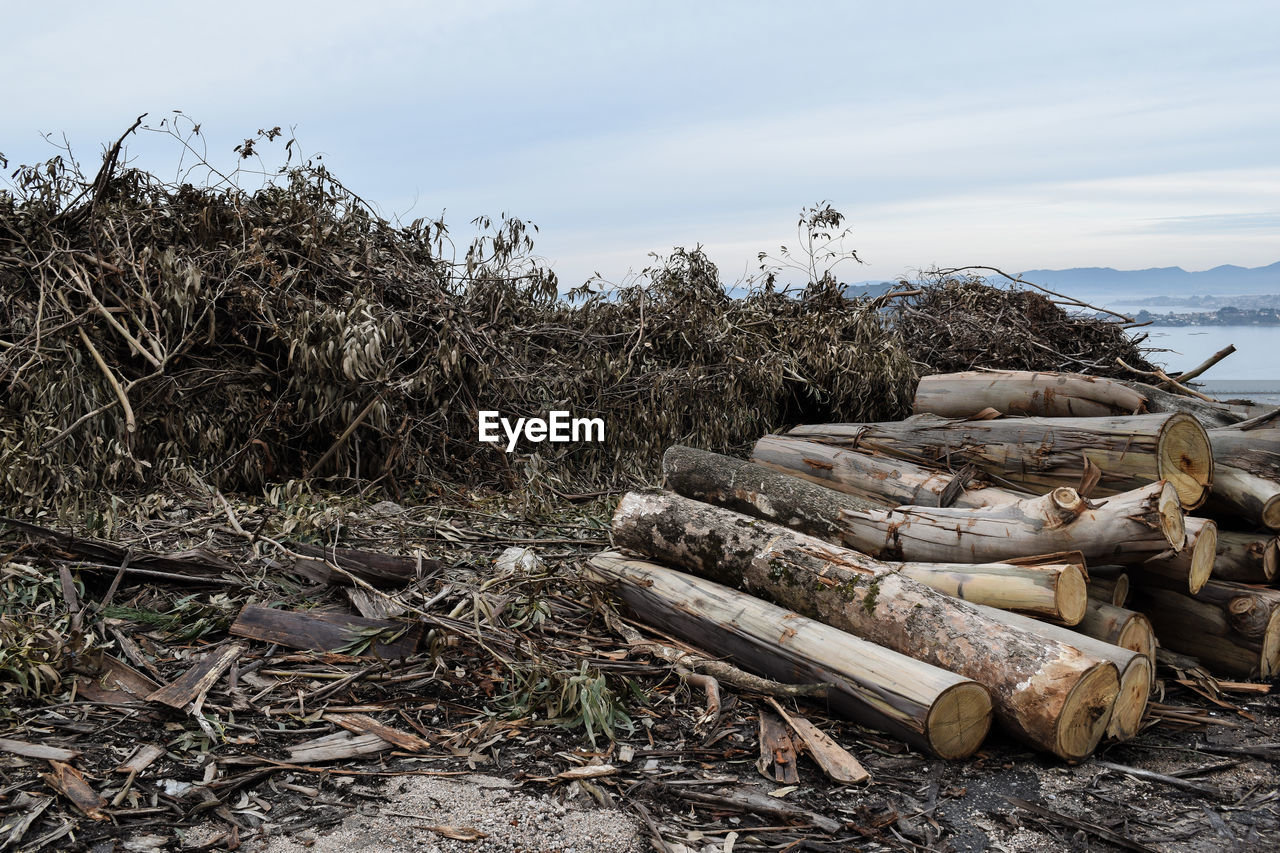 nature, log, tree, wood, land, sky, timber, environmental issues, plant, deforestation, logging, rock, no people, forest, firewood, environment, day, lumber industry, large group of objects, outdoors, water, cloud, tranquility, environmental damage, landscape, heap, scenics - nature, non-urban scene, sea, abundance, tranquil scene, beach, wilderness, beauty in nature