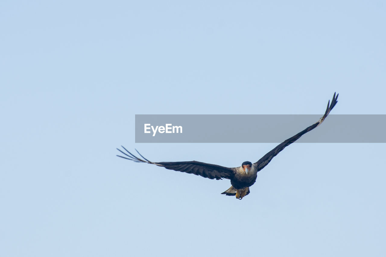 LOW ANGLE VIEW OF SEAGULL FLYING