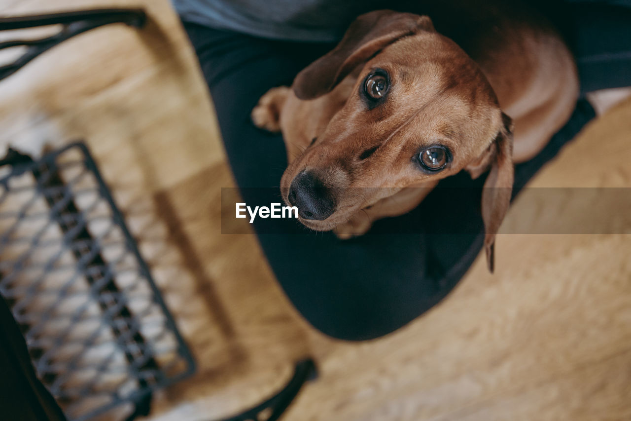 Portrait of dog sitting on floor