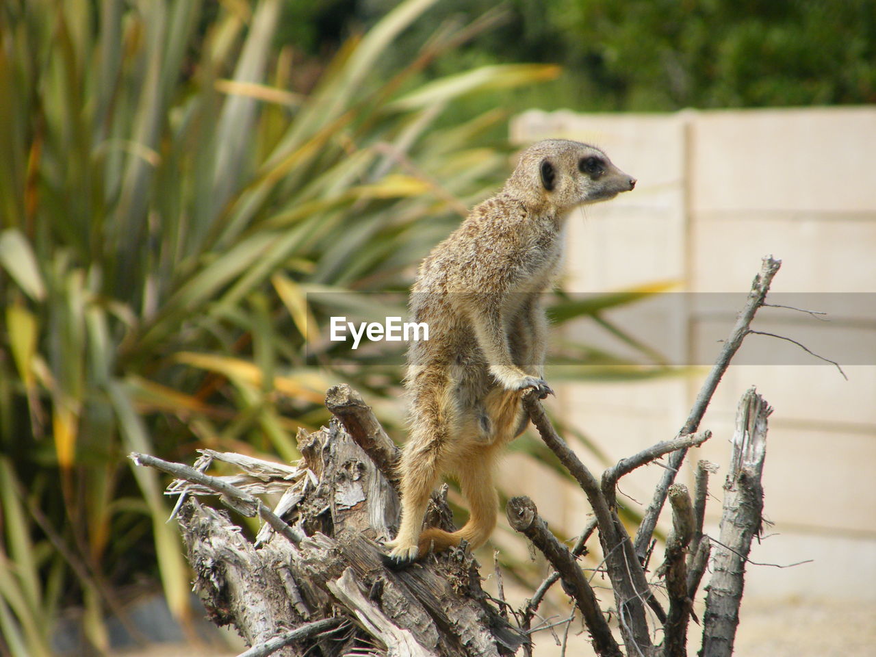 CLOSE-UP OF SQUIRREL ON PLANTS