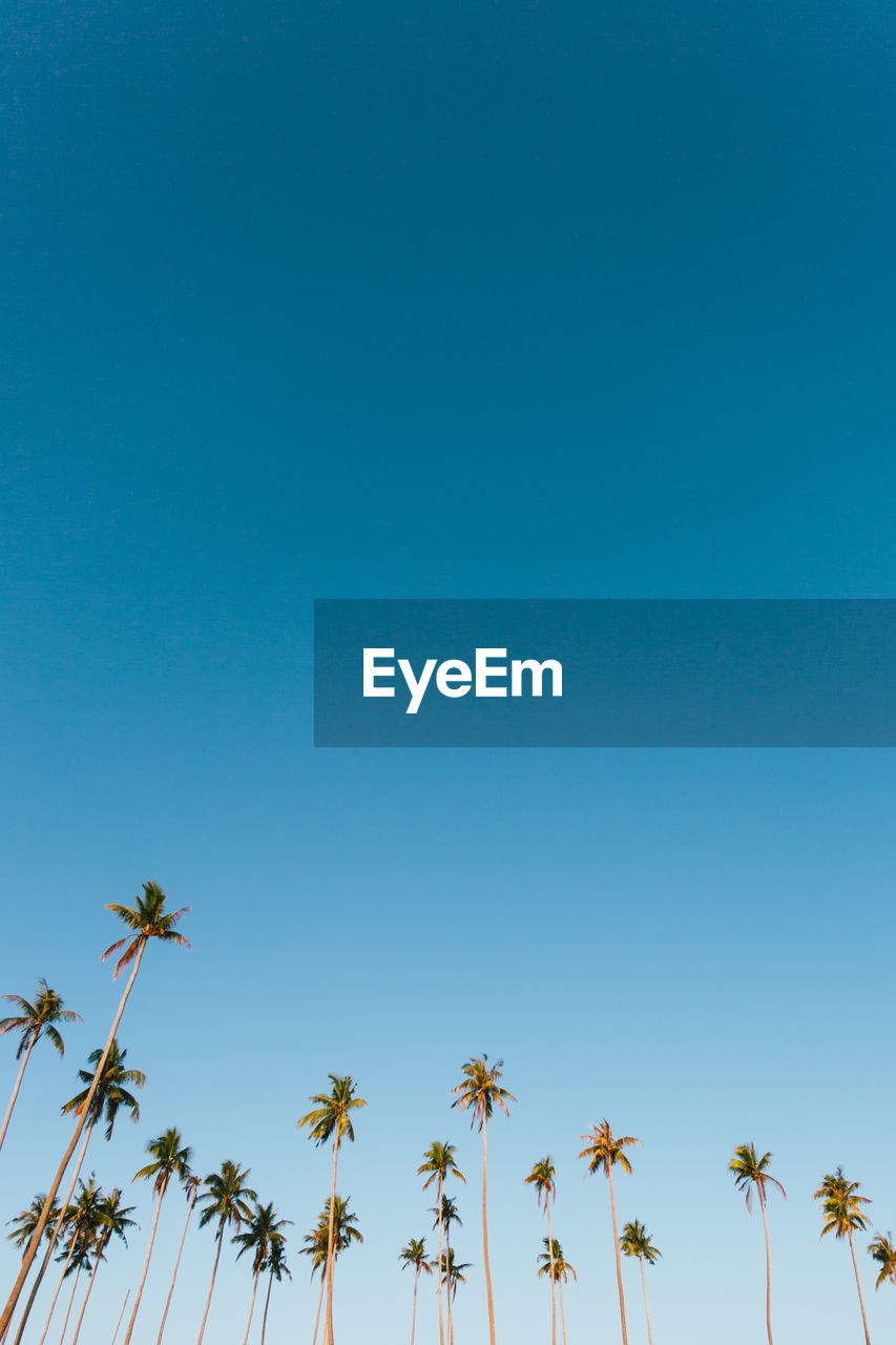 Low angle view of palm trees against clear blue sky