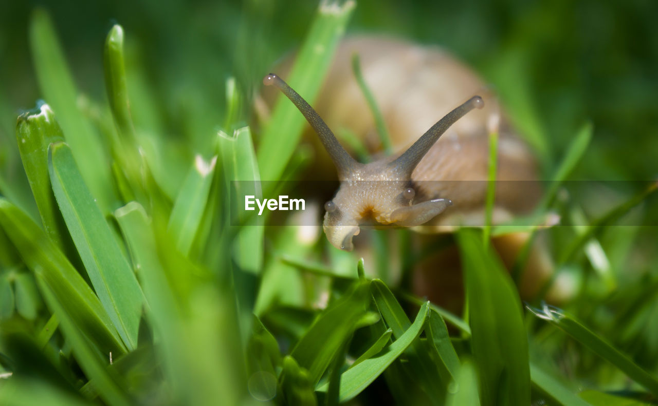 Close-up of honey bee on grass