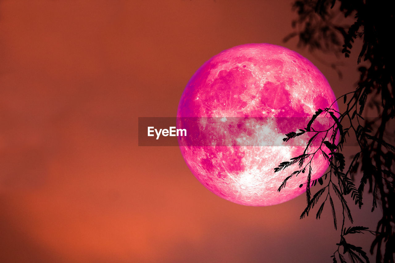 LOW ANGLE VIEW OF PINK FLOWER TREE AGAINST SKY