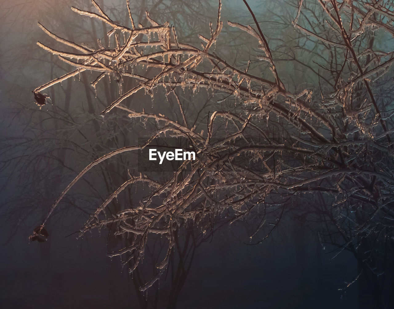 LOW ANGLE VIEW OF FROZEN BARE TREE