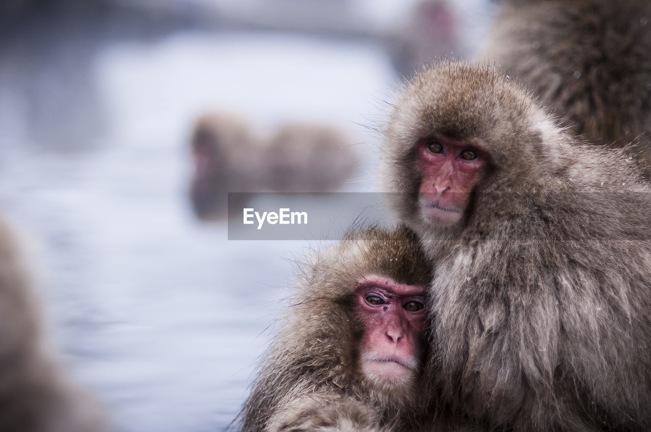 Portrait of japanese macaques in hot spring