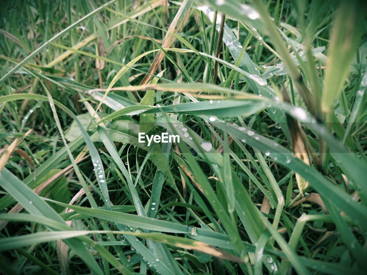 Dew drops on grass