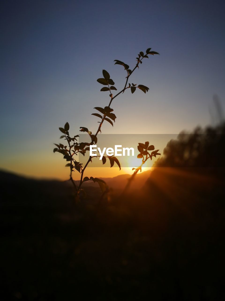 CLOSE-UP OF SILHOUETTE PLANTS AGAINST SUNSET SKY