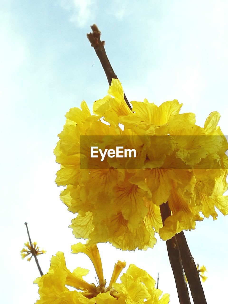 CLOSE-UP OF YELLOW FLOWERS AGAINST SKY