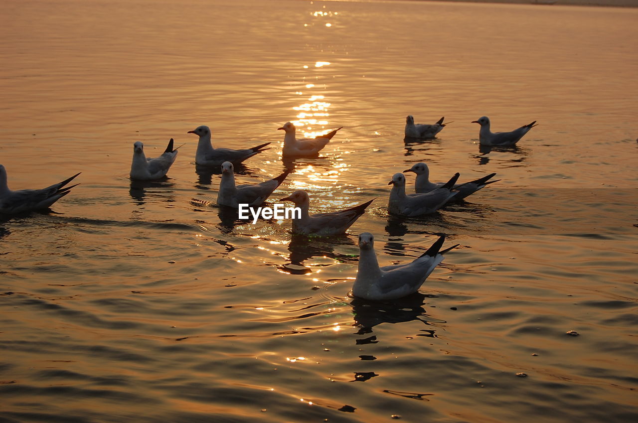 VIEW OF BIRDS IN WATER