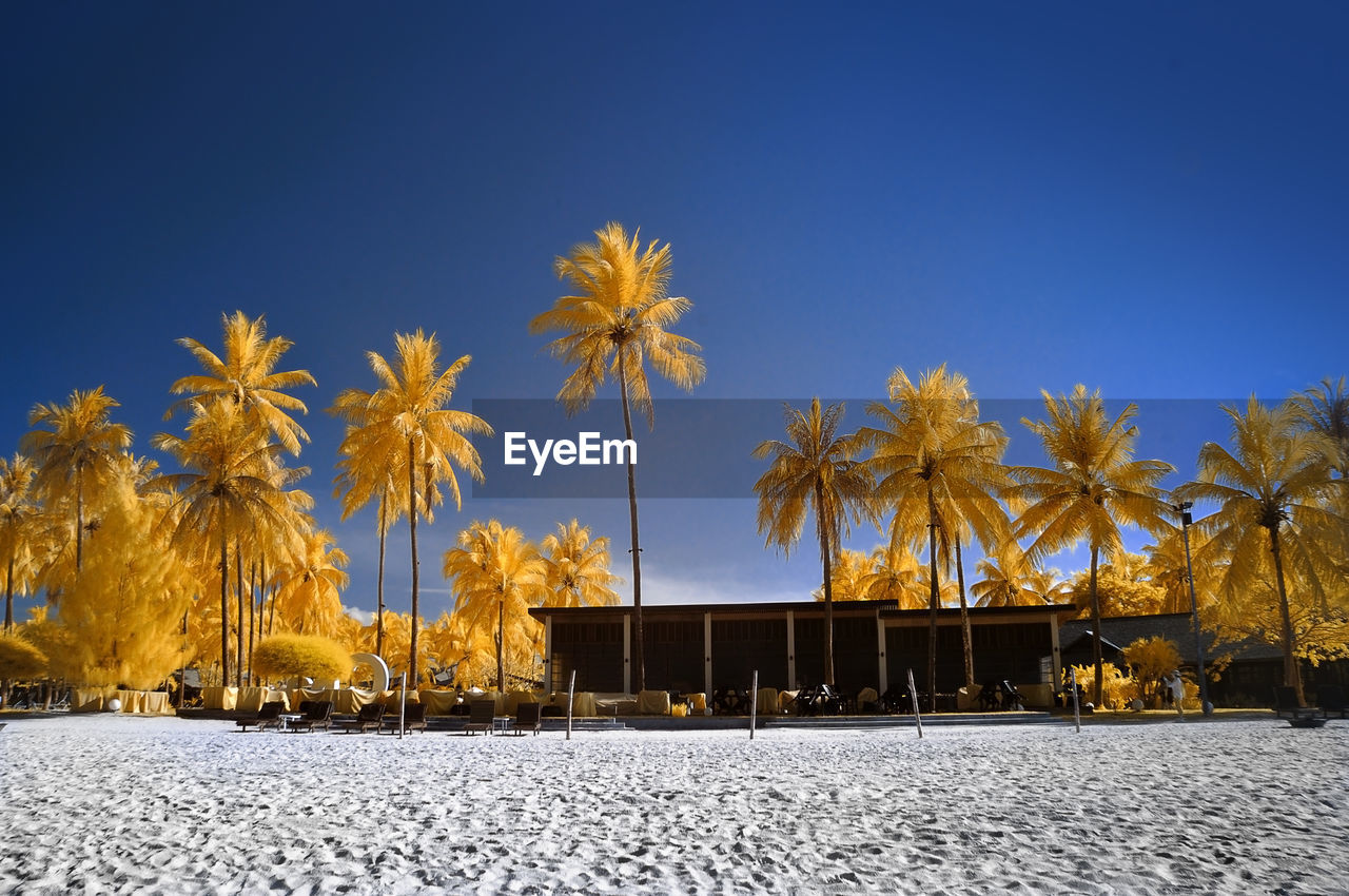 PALM TREES AGAINST CLEAR BLUE SKY