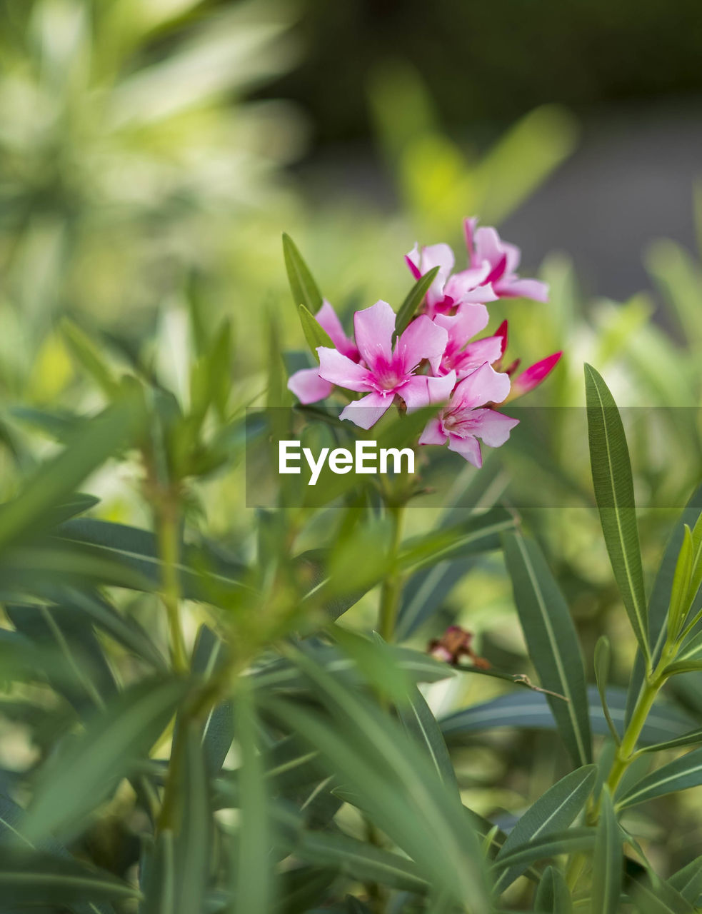 plant, flower, flowering plant, beauty in nature, freshness, pink, nature, leaf, plant part, close-up, grass, growth, wildflower, no people, petal, fragility, flower head, outdoors, green, environment, selective focus, summer, inflorescence, food and drink, botany, blossom, macro photography, food, flowerbed