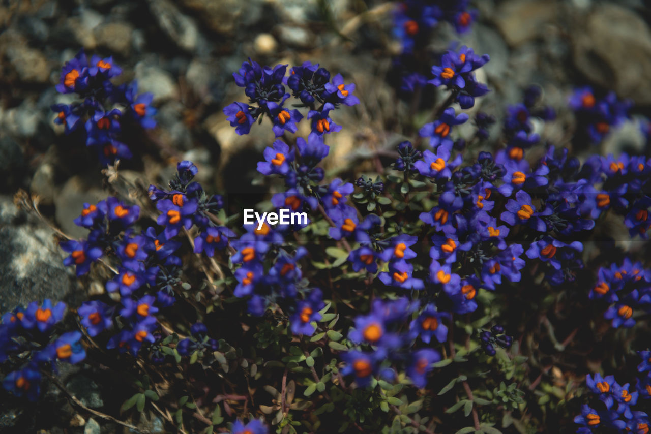 CLOSE-UP OF FLOWERS AND PLANTS