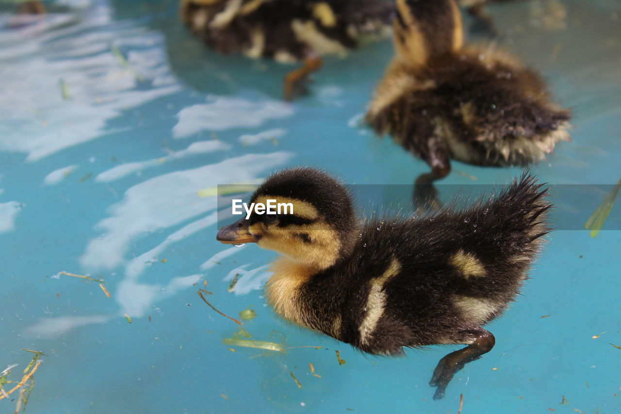 Close-up of ducklings swimming in water