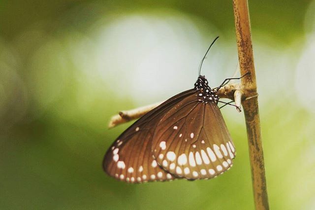 CLOSE-UP OF BUTTERFLY PERCHING ON LEAF