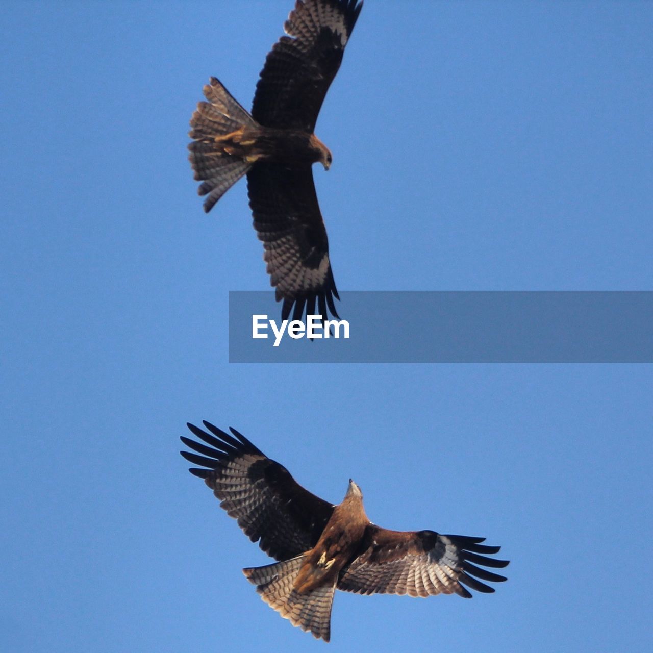 Low angle view of eagle flying against clear blue sky