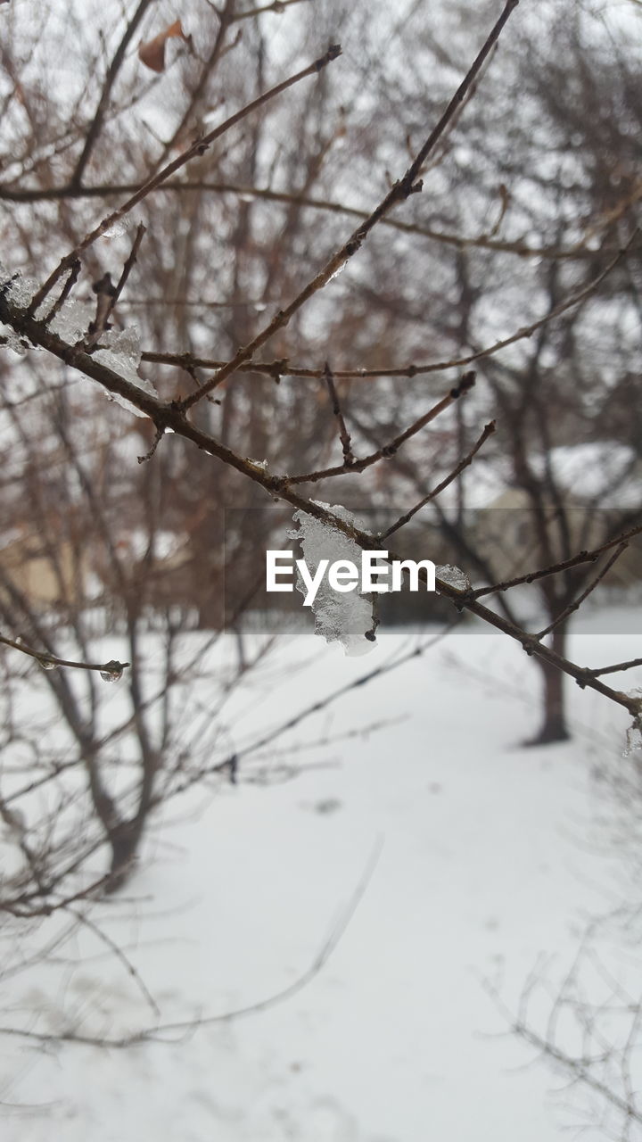 CLOSE-UP OF FROZEN TREE