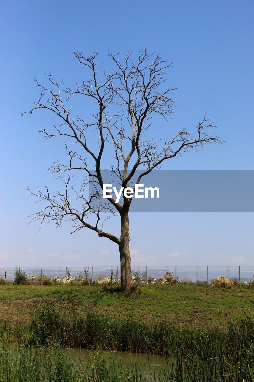 Bare tree on field against clear sky