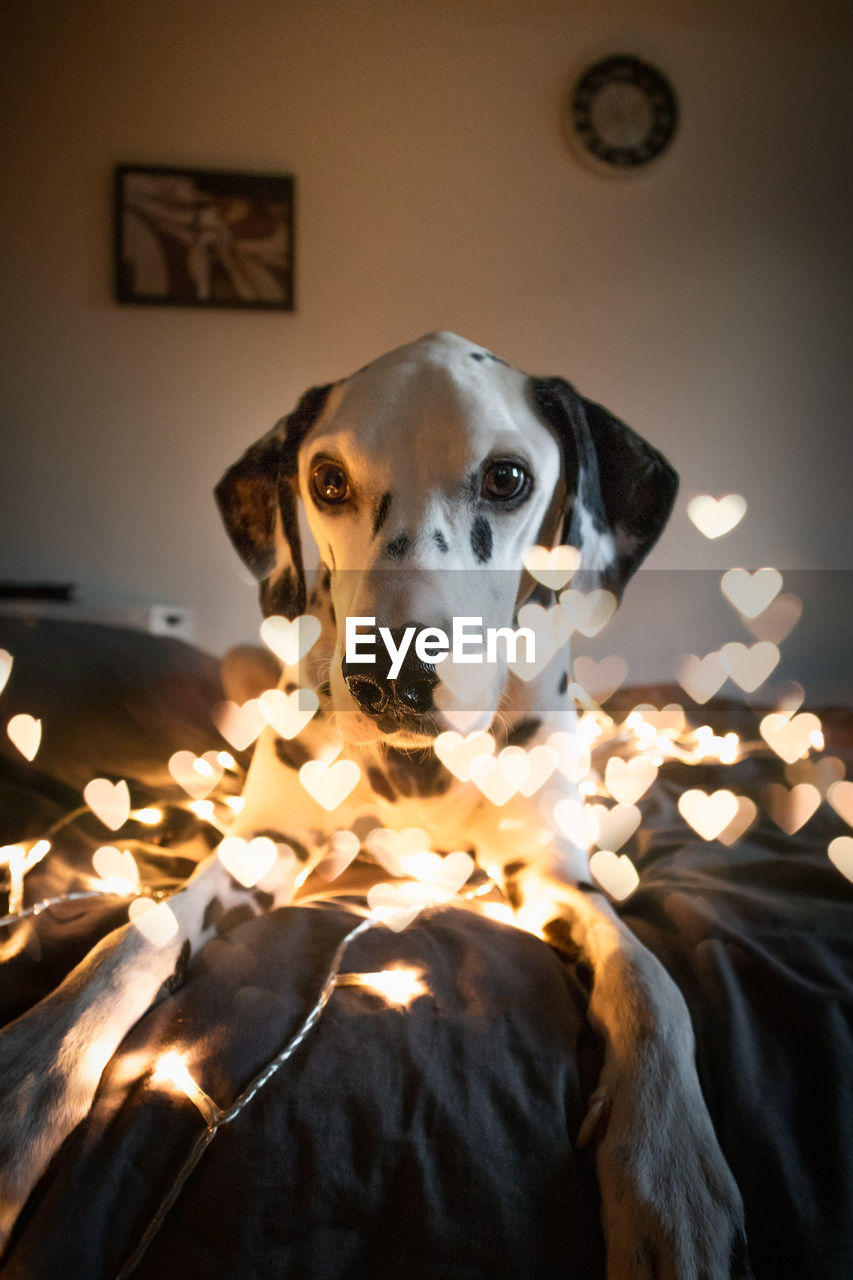 Portrait of dog seen through heart shaped lights at home