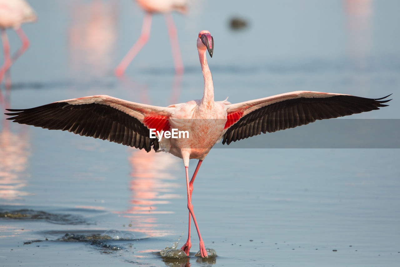 Flamingo with spread wings on water