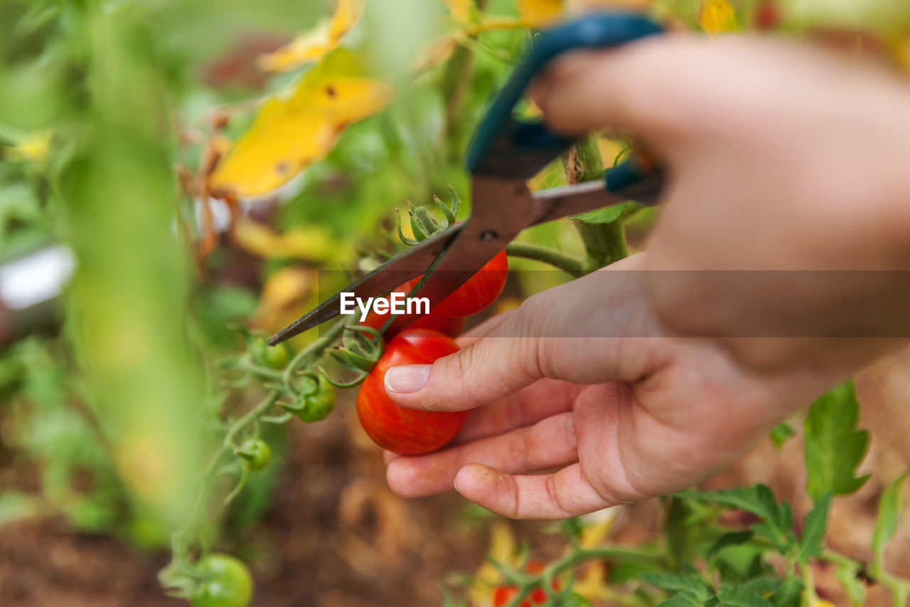 Cropped hand of woman holding tomato