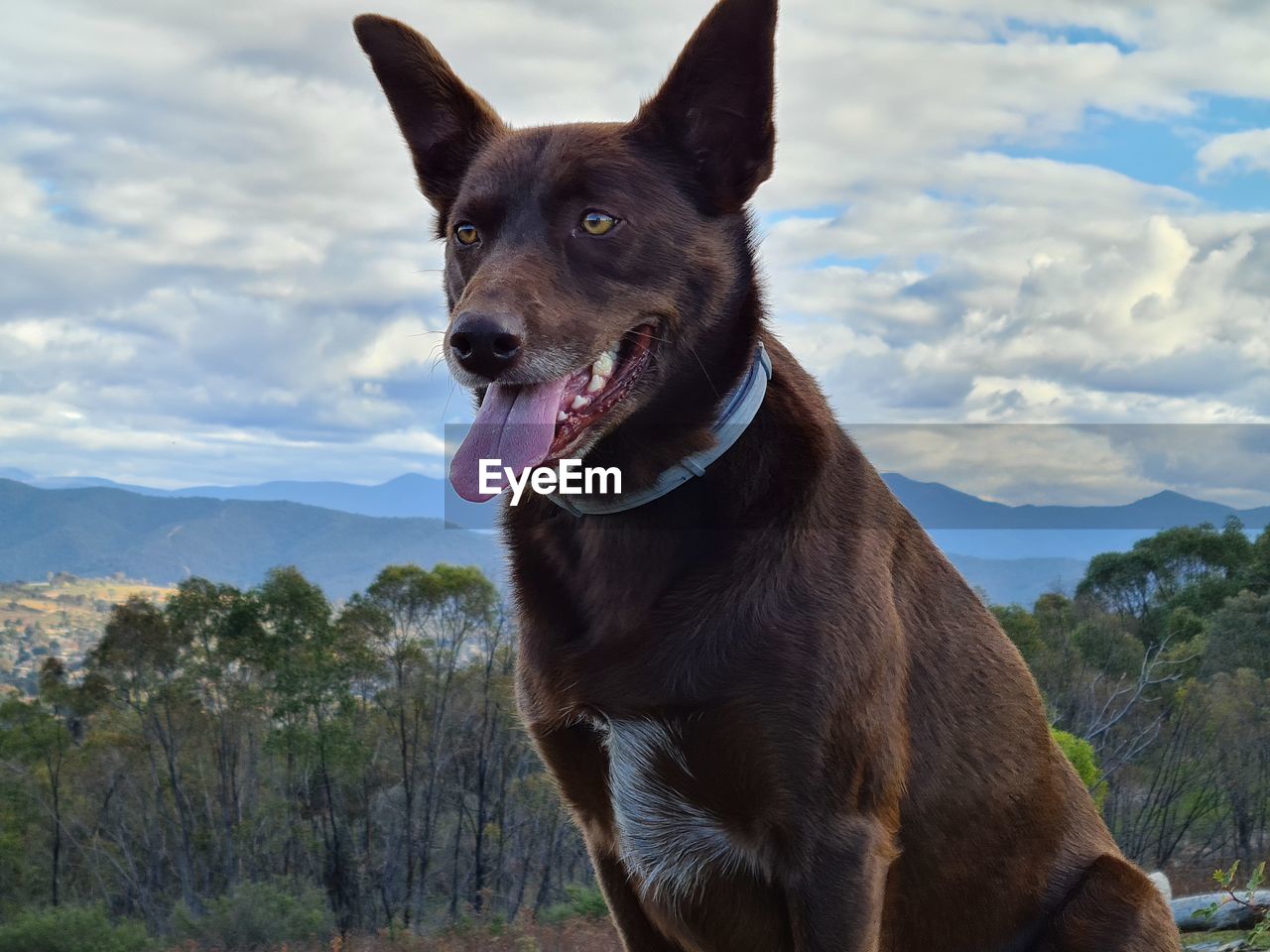 PORTRAIT OF DOG LOOKING AWAY