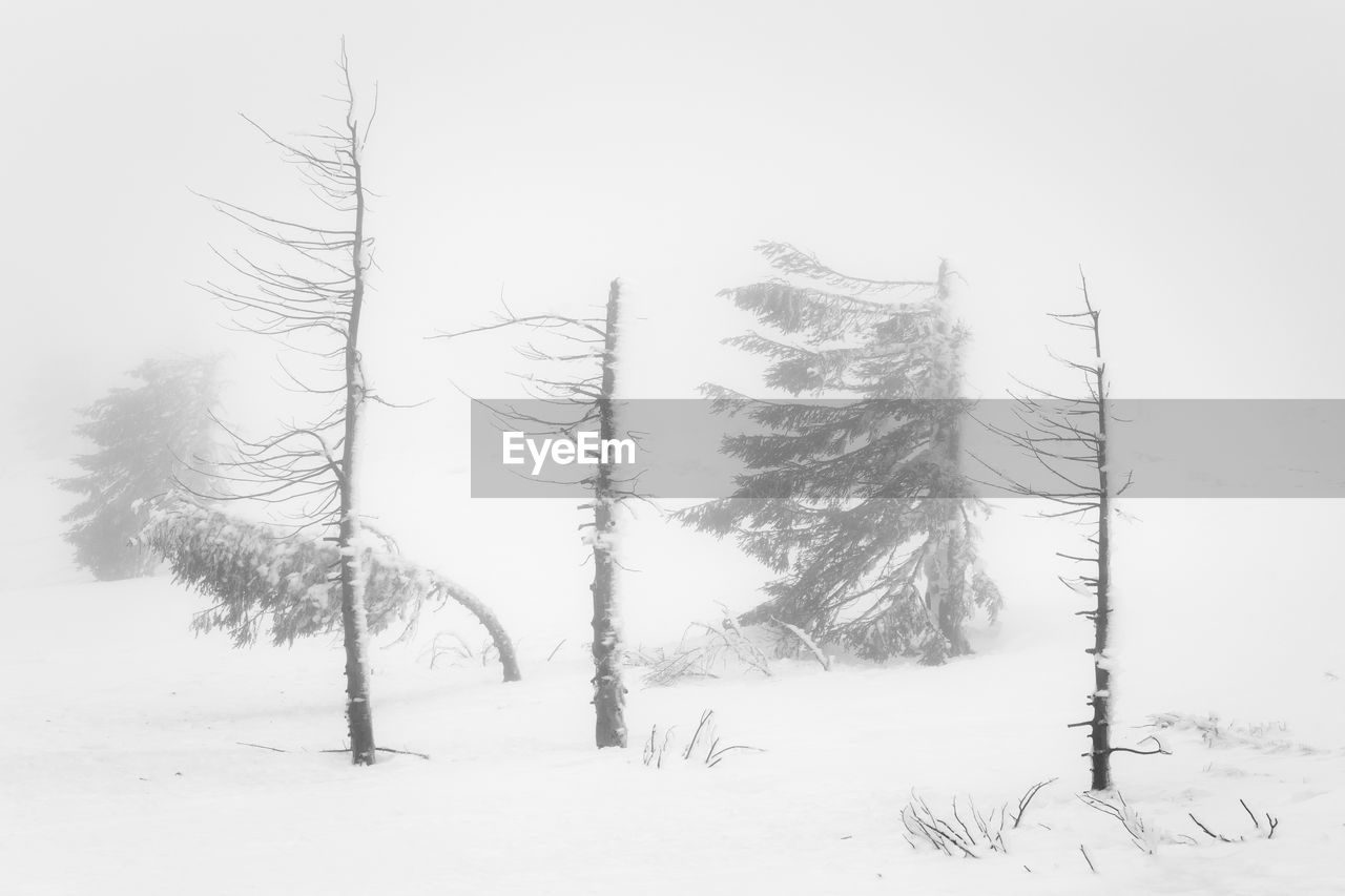 Trees on snow covered field against sky in vladeasa mountains 