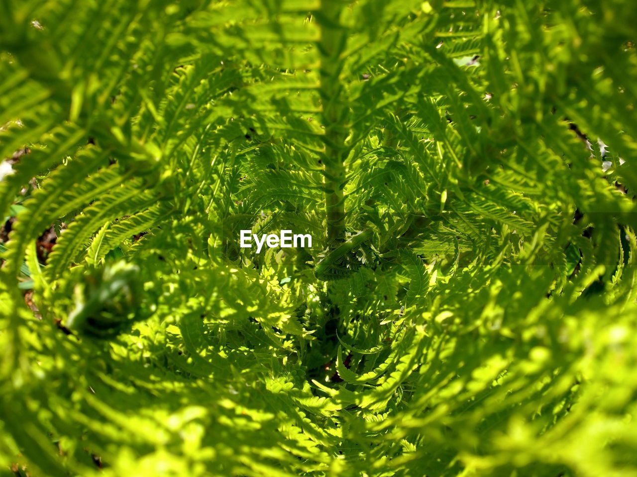 CLOSE-UP OF FERN LEAF