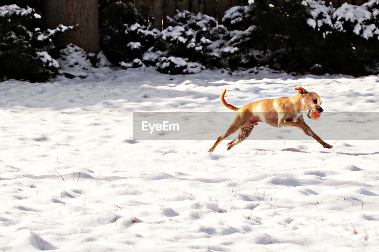 Chihuahua carrying ball in mouth while running on snow