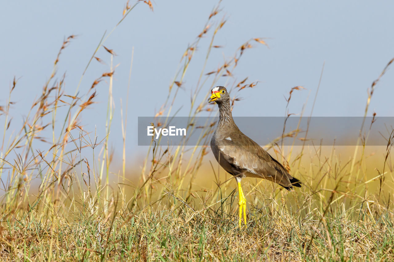 African wattled lapwing standing in the grass and looking at the camera