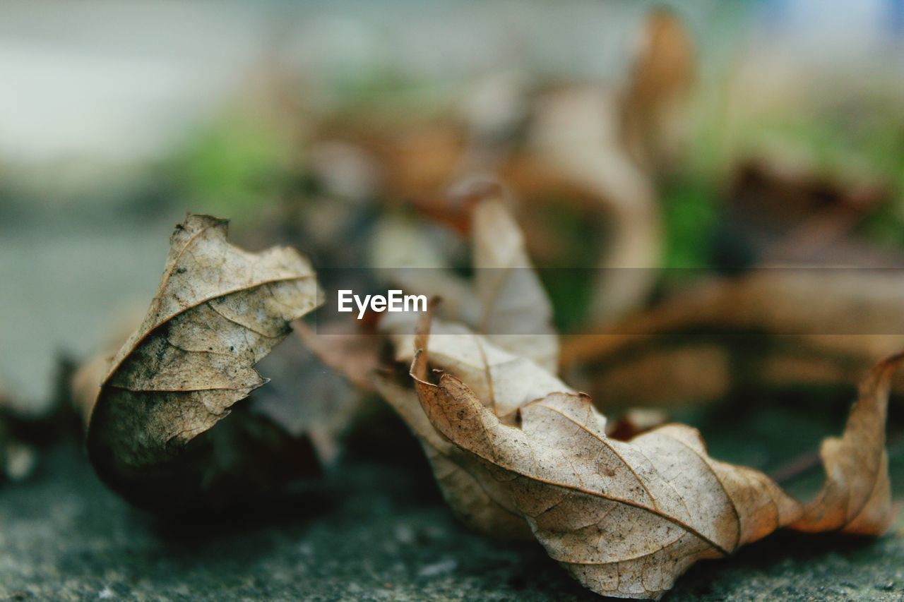 Dry autumn leaves fallen on field