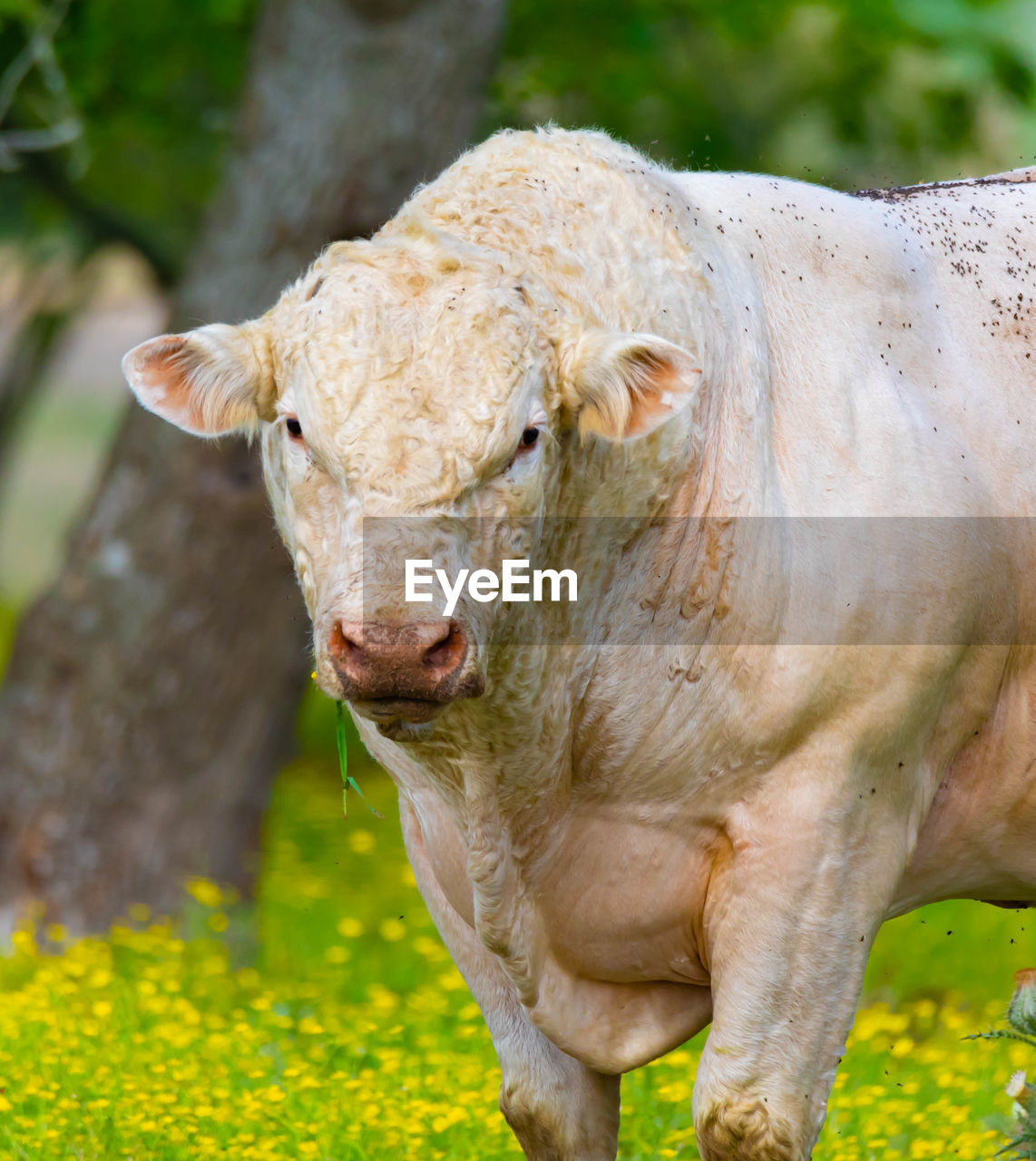 COW STANDING ON FIELD