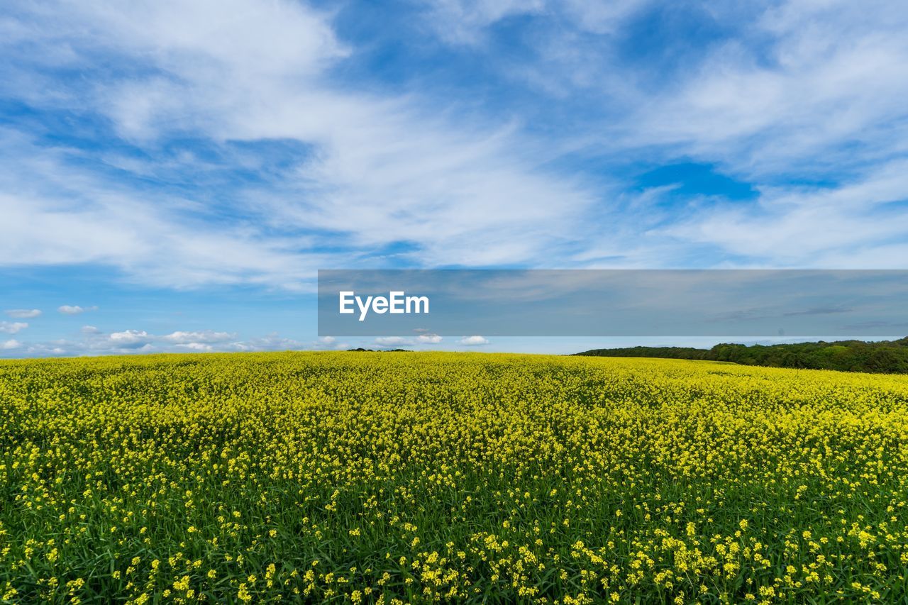 Scenic view of oilseed rape field against sky